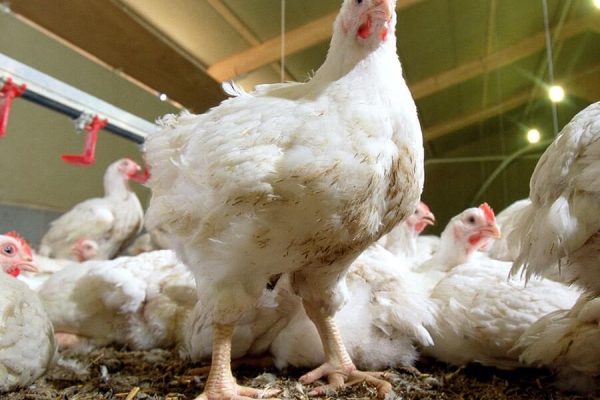 broiler production