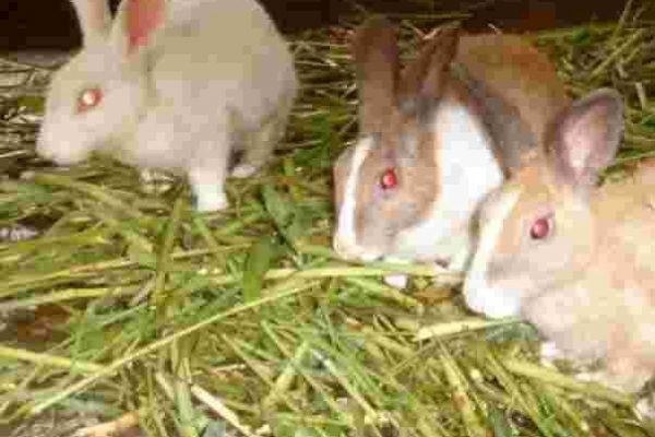 Rabbit production