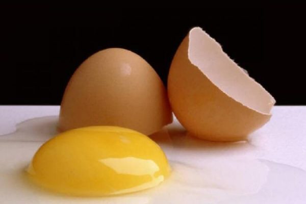 chicken egg formation