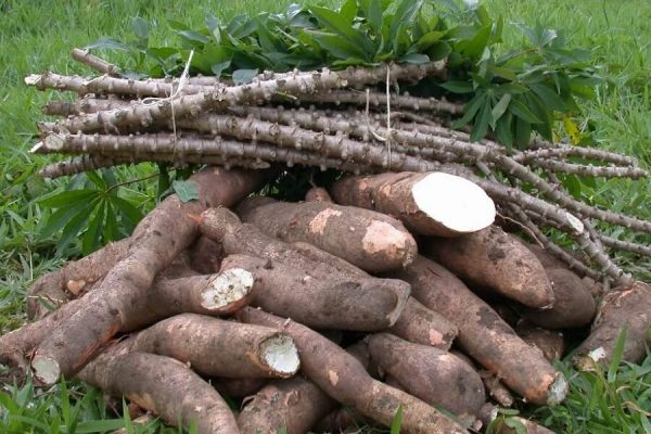 cassava diseases prevention