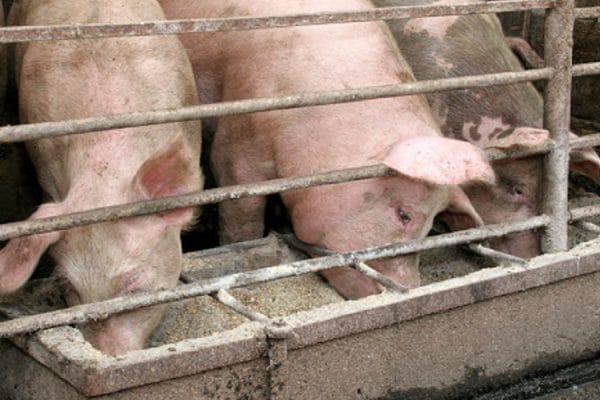 PIGS