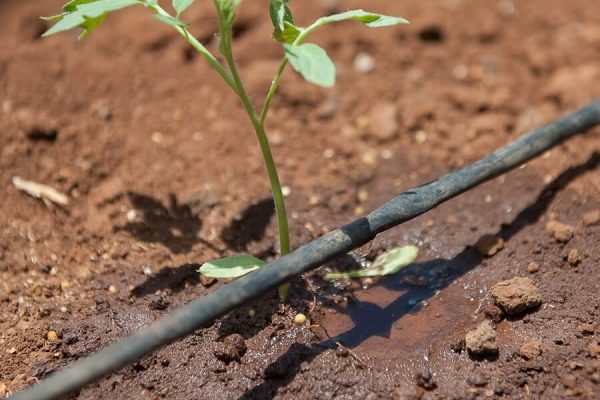 irrigation