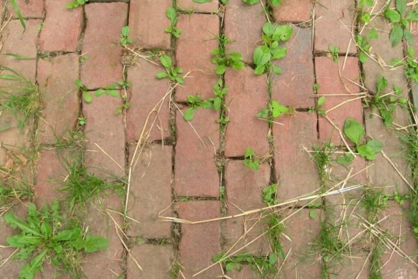 weeds control and management
