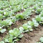 commercial cabbage production