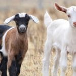 Quality Breeding Stock
