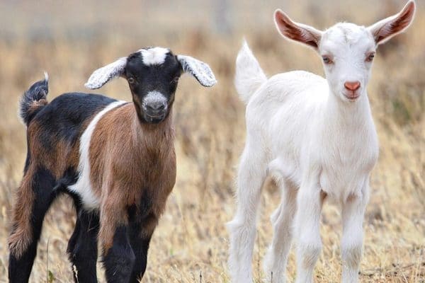 Quality Breeding Stock