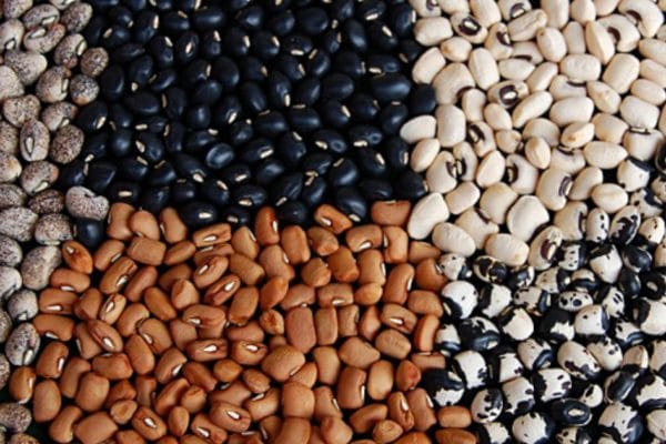 Cowpea Varieties Released