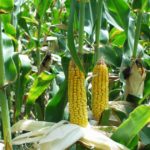 Commercial Maize Production under No-till