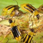 pests of maize
